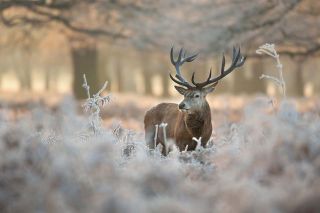 Foto: Hirsch