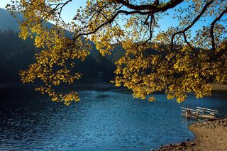 Foto: Herbstbaum