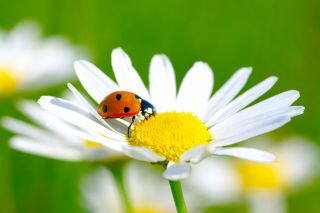 Foto: Osternest