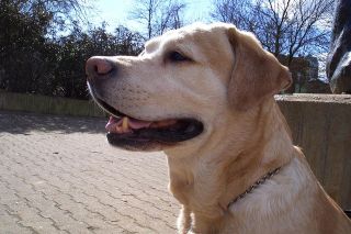 Foto: Labrator