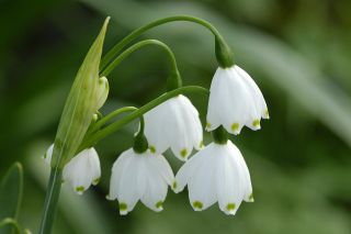 Foto: Blume