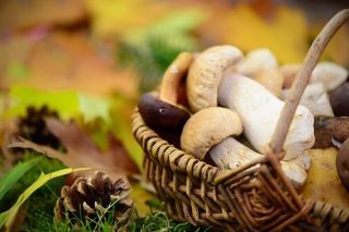 Foto: Pilze