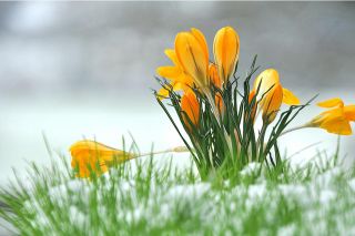 Foto: Frühlingsblume