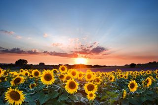 Foto: Sonnenaufgang